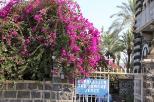 Bougainvillea in Capernaum
